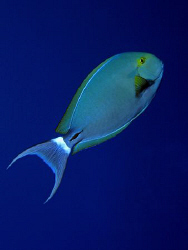 Black Surgeonfish in the blue. Canon G9, Ikelite DS51 strobe by James Dawson 